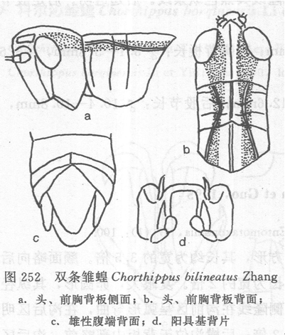 雙條雛蝗