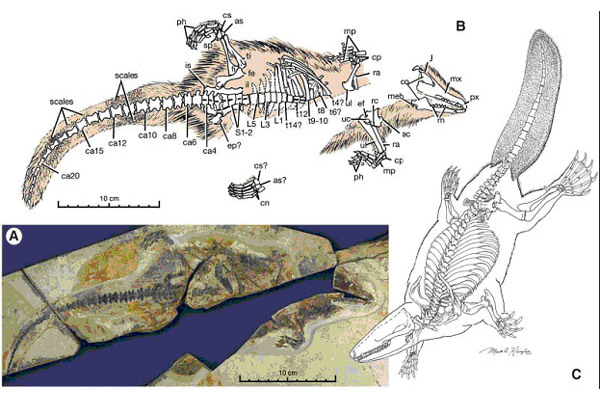 Castorocauda lutrasimilis