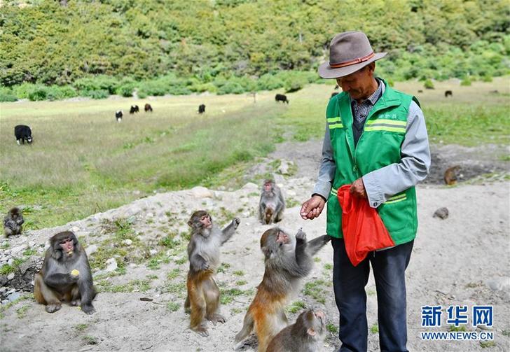 2017年仲莎鄉林則村甲嘎東贊生態景區的藏獼猴和飼養員