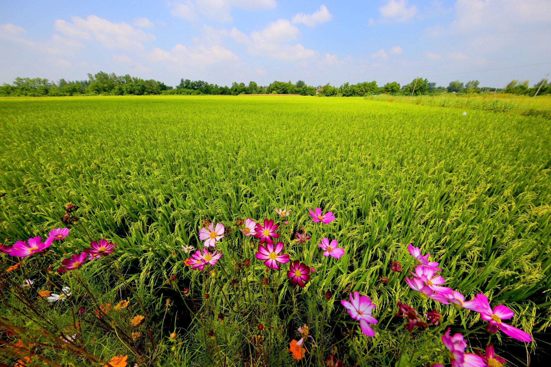 謝花橋大米