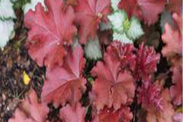 Heuchera \x27Mahogany\x27