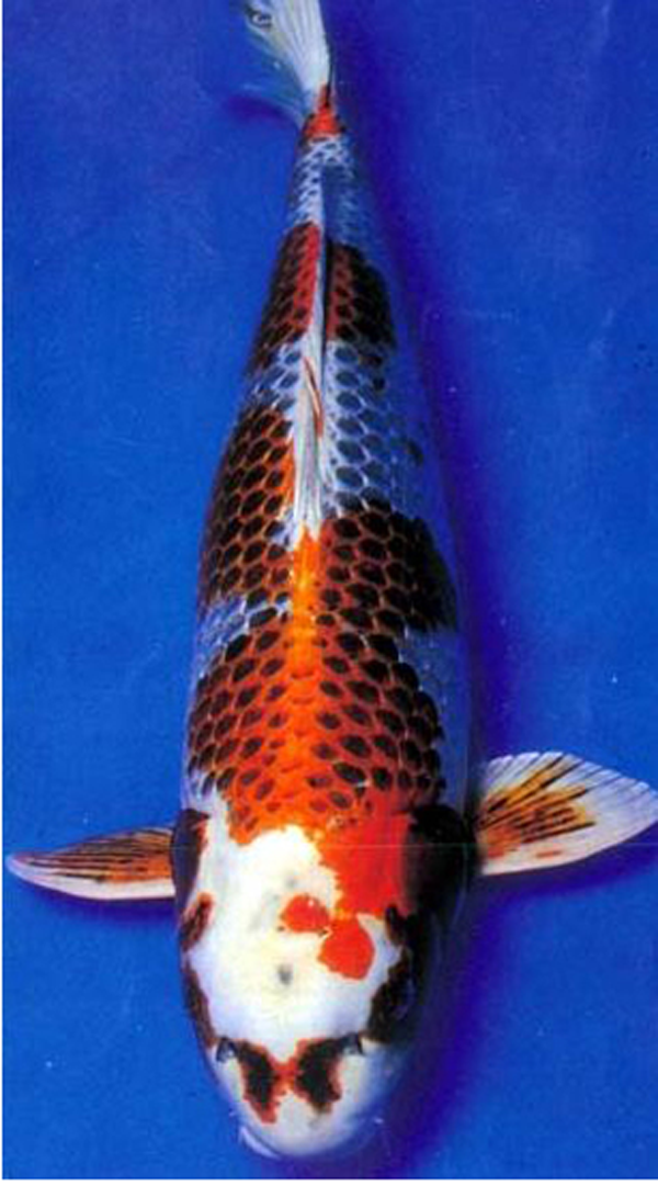花紋皮光鯉魚