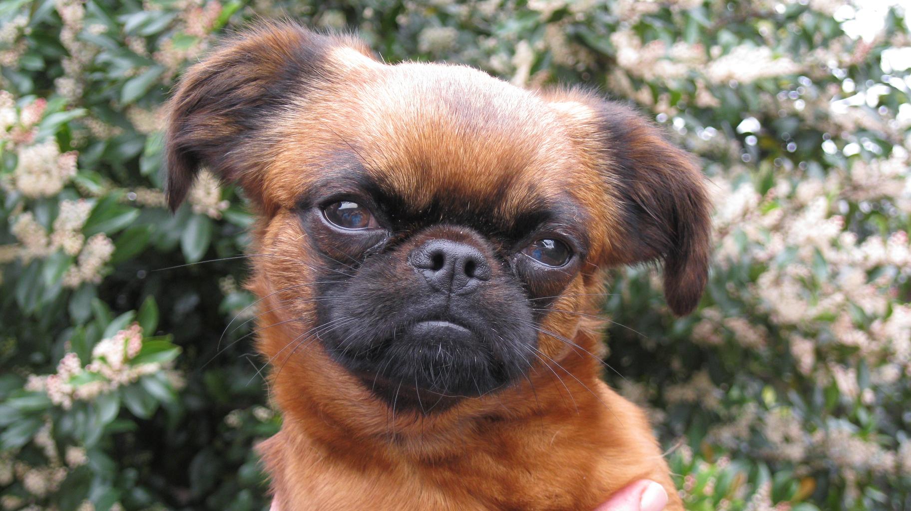 BRUSSELS GRIFFON