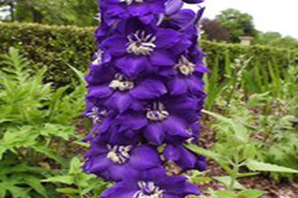 Delphinium elatum AURORA DEEP PURPLE