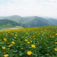 高山黃花茅