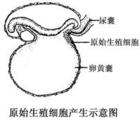 原始生殖細胞產生示意圖