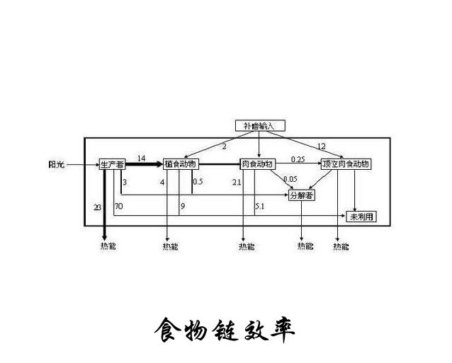 食物鏈效率