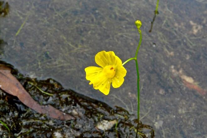 黃花狸藻