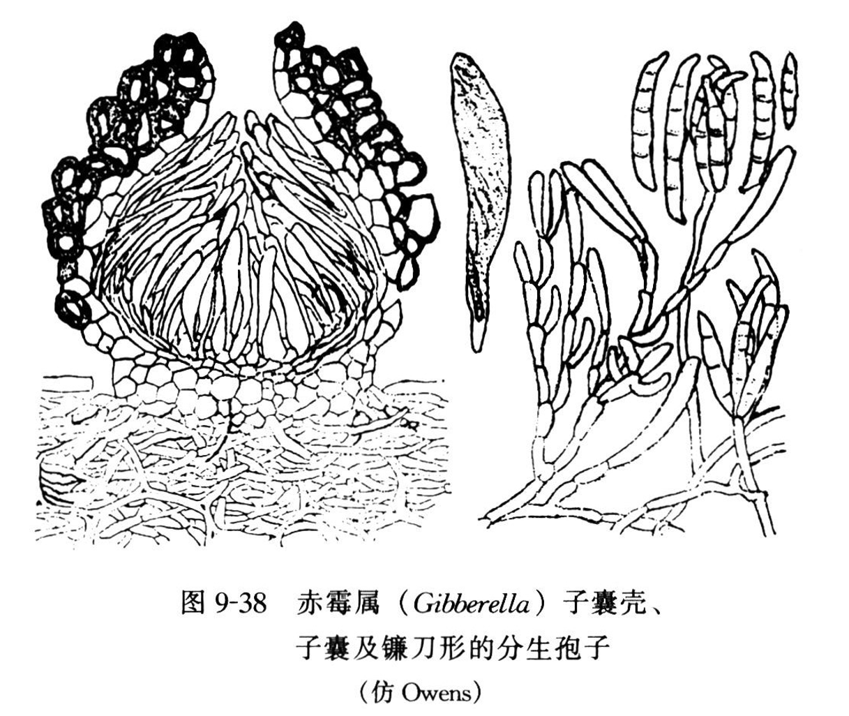 赤霉屬