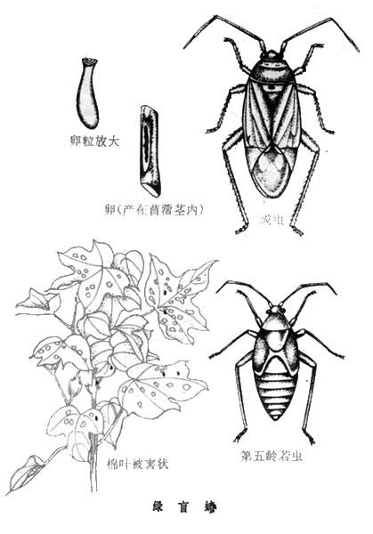 棉蝽象