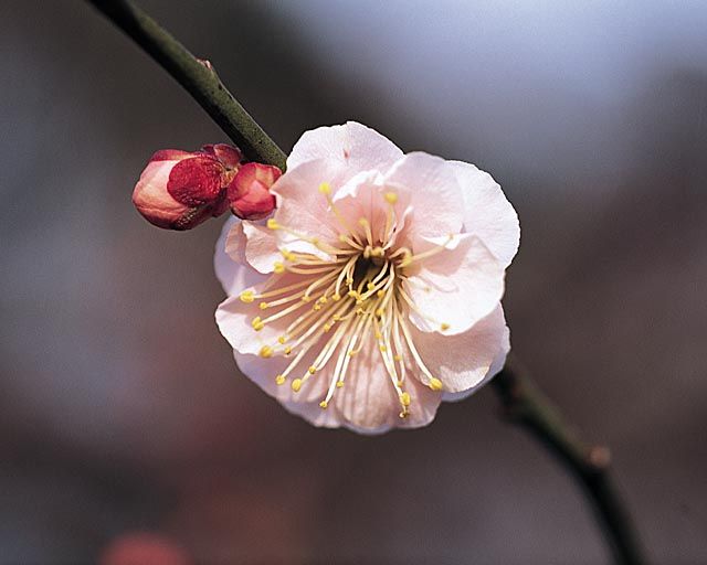 市原虎之尾