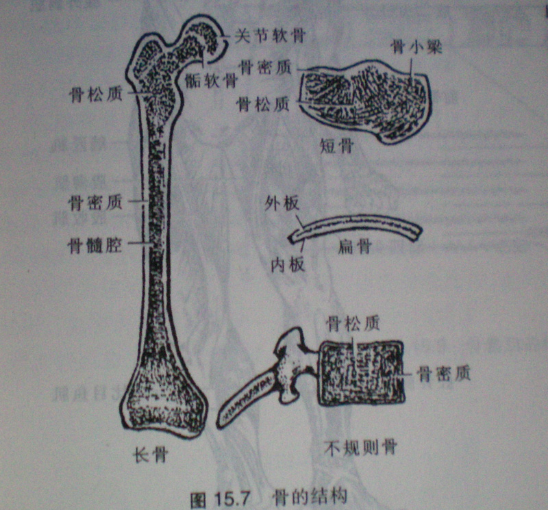 人體骨骼