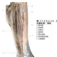 脛腓骨骨折畸形癒合矯正交鎖髓內釘固定術