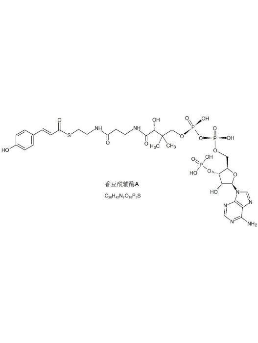 香豆醯輔酶A