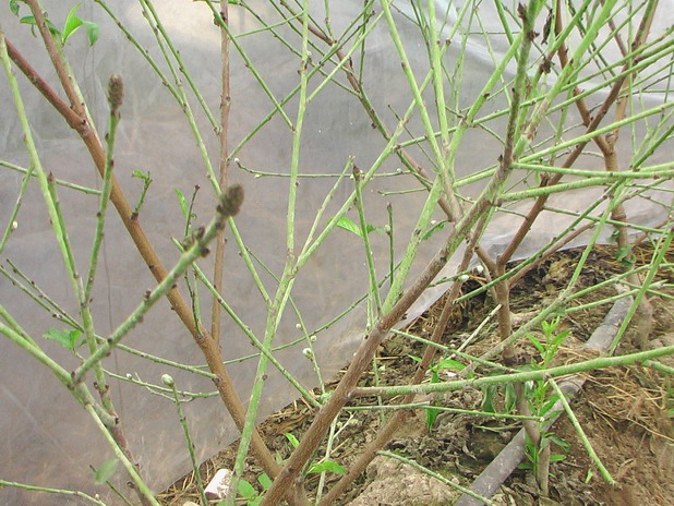 季節變化使許多植物從休眠狀態中醒來