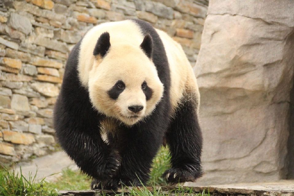 大熊貓蘆琳