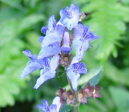 淡黃香茶菜