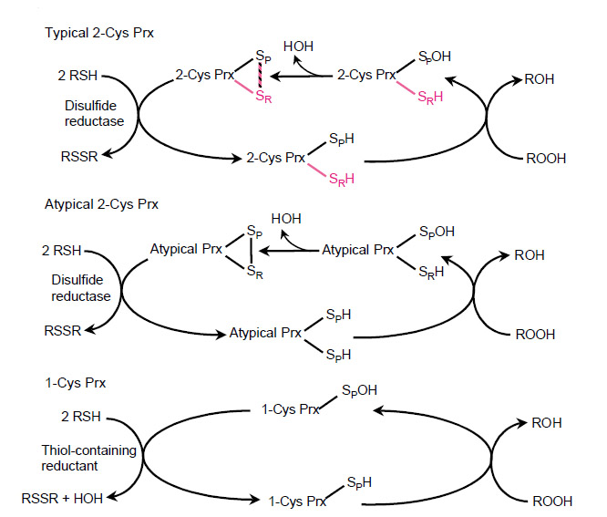 peroxiredoxin