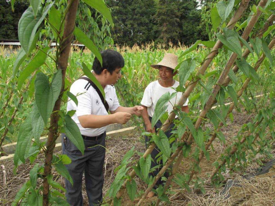 明溪縣富強淮山專業合作社