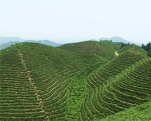 遍野茶園