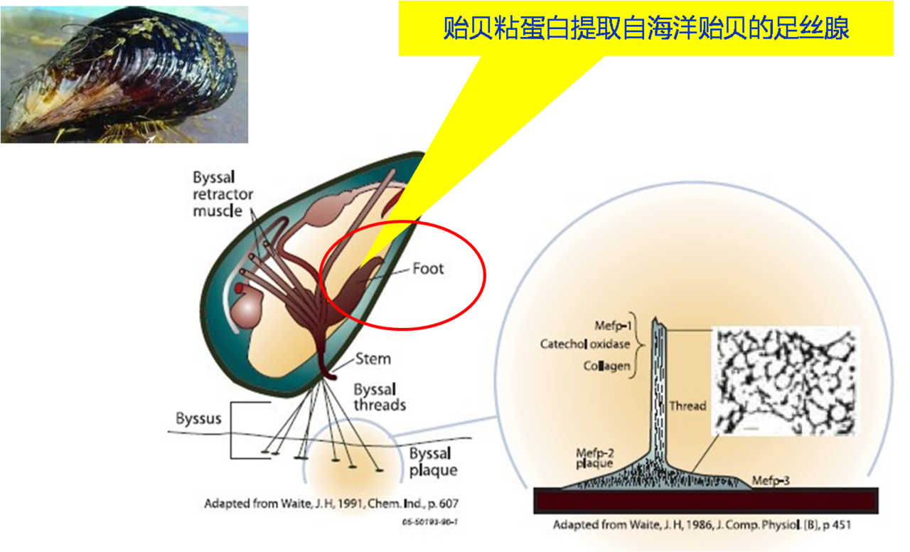 貽貝粘蛋白