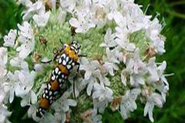 Pycnanthemum tenuifolium