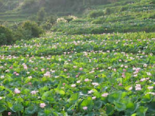 廣昌白蓮種植基地