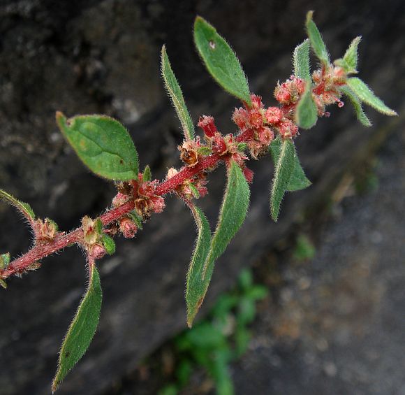 散生牆草