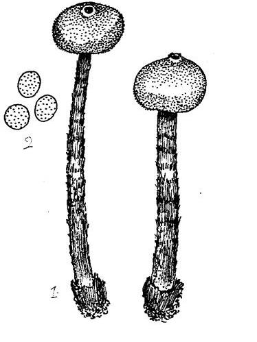 褐柄灰錘