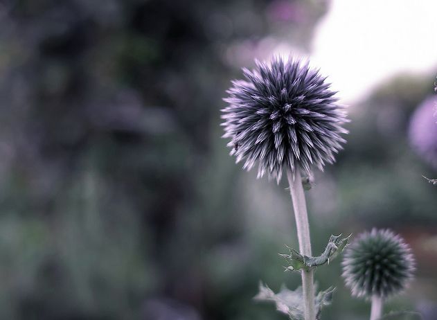 糙毛藍刺頭