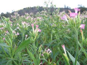 烤菸產業