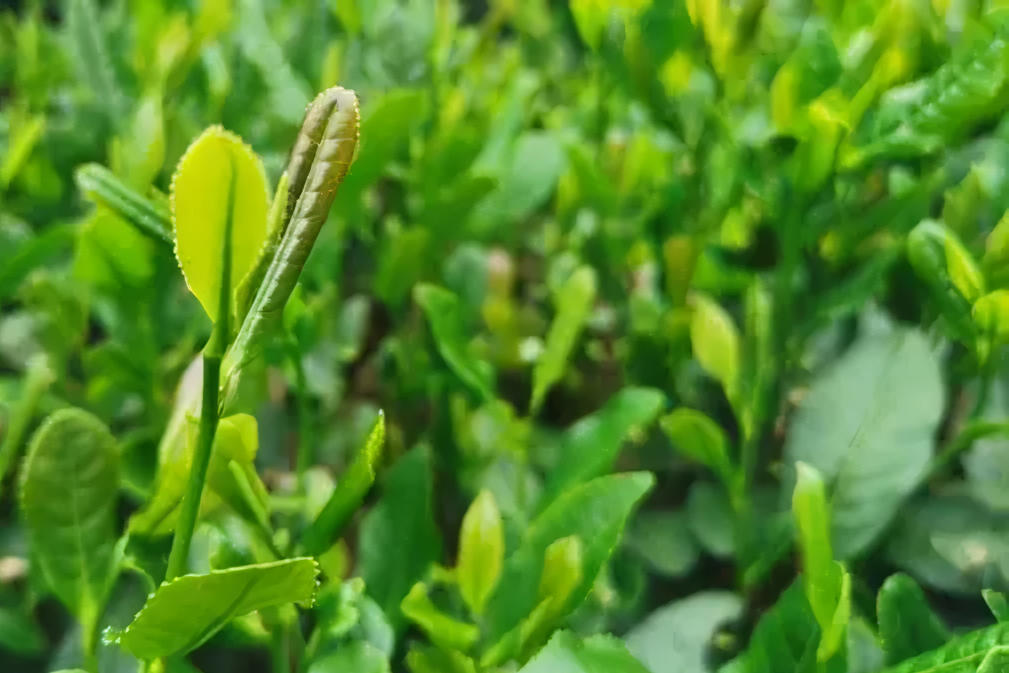 刀樓寨白茶