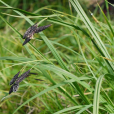 九華薹草(九華苔草)