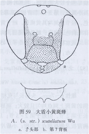 大盾小黃斑蜂