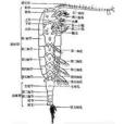 橈足類(橈足類幼體)