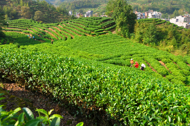 壽寧高山茶