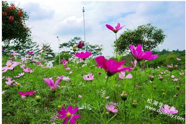 松湖生態園