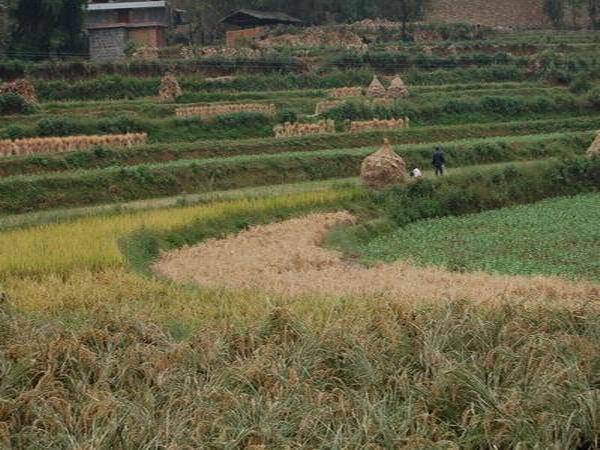 稱勾田村的耕地