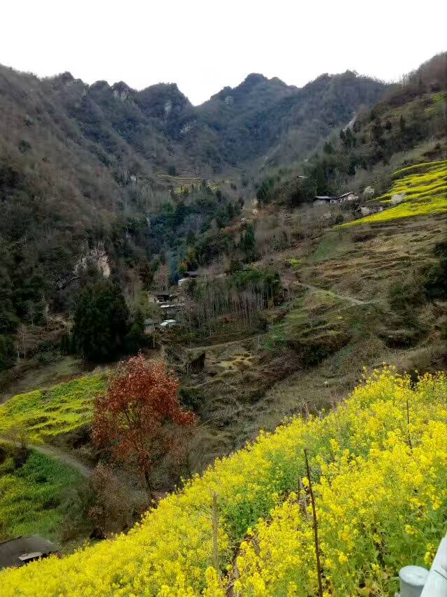 溝坪村