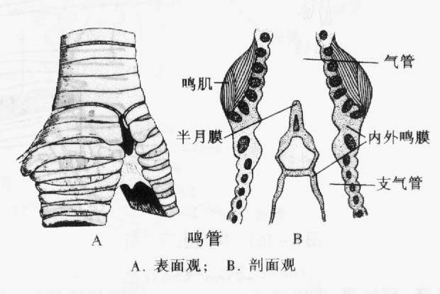 鸚鵡學舌