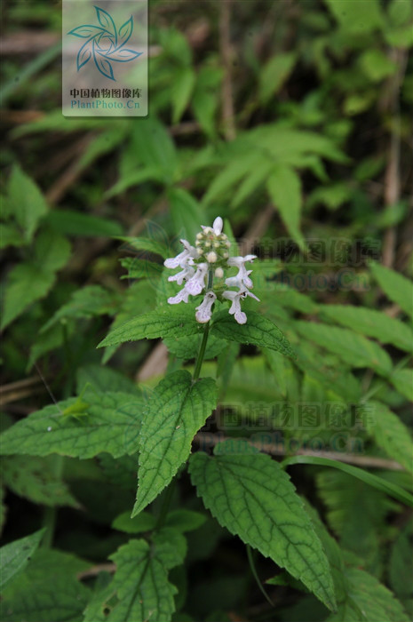 白花變種（變種）