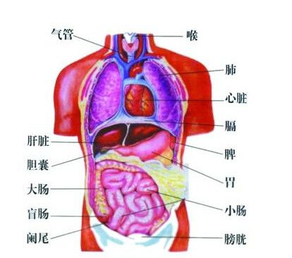 器官死亡