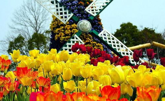 金盞鬱金香花園