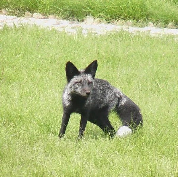 阿拉斯加銀黑狐-152