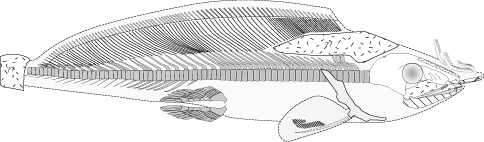 Harpacanthus fimbriatus