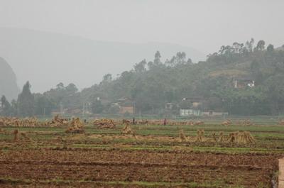 黃家酒房村水田