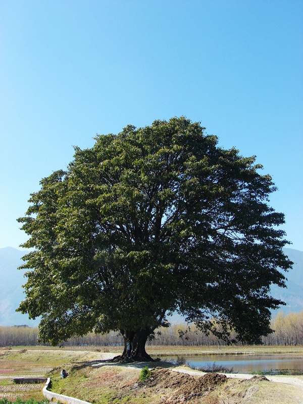 大青樹自然村(雲南臨滄鳳慶縣鳳山鎮青樹村委大青樹自然村)