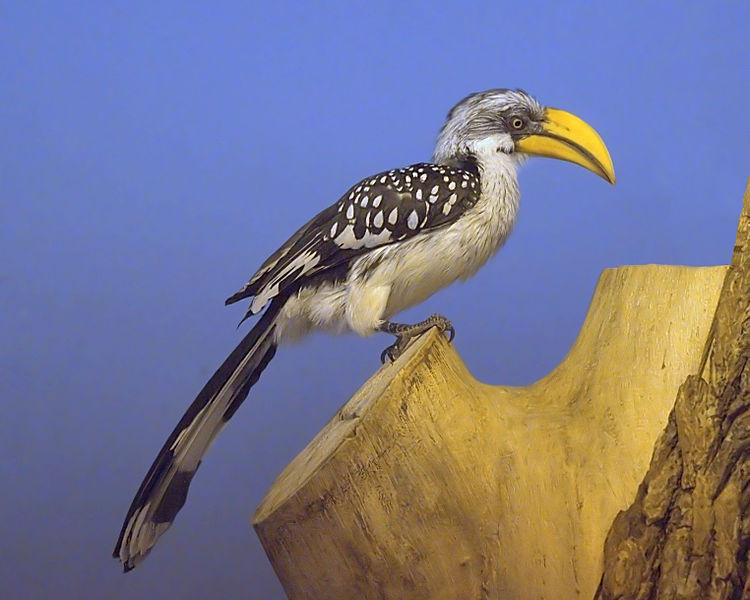 黃彎嘴犀鳥