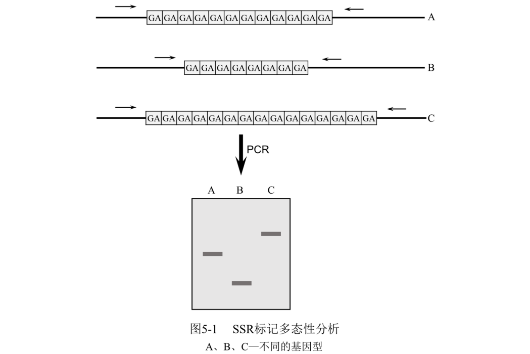 簡單重複序列標記