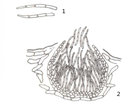 1.病原菌的分生孢子；2.分生孢子器